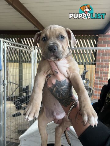 American staffy puppy’s