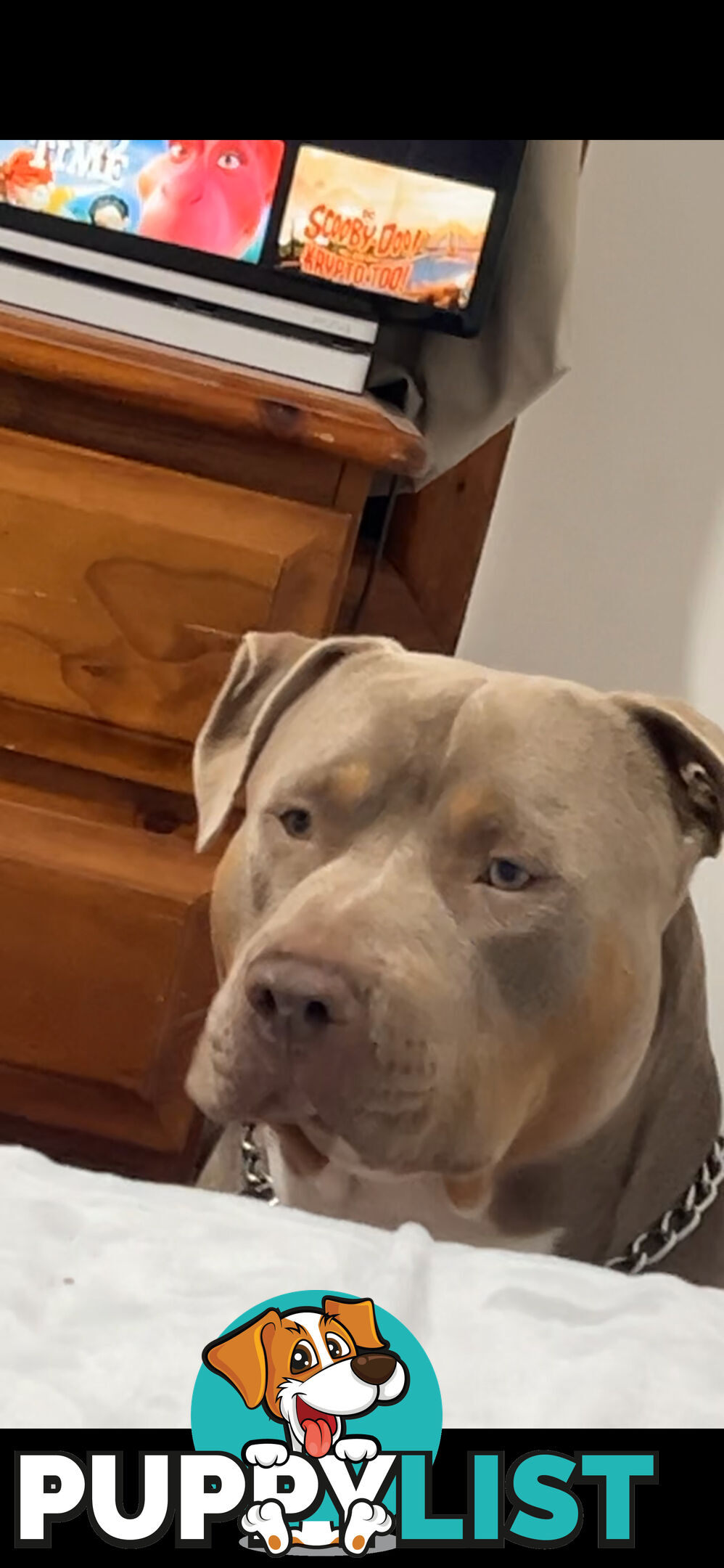 American staffy puppy’s
