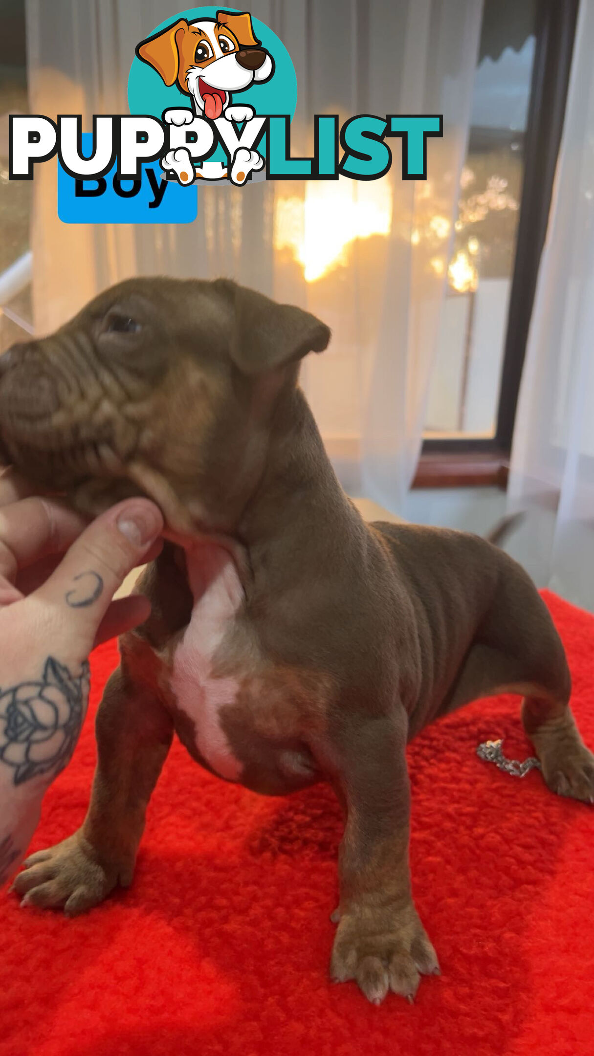 American staffy puppy’s
