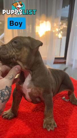 American staffy puppy’s