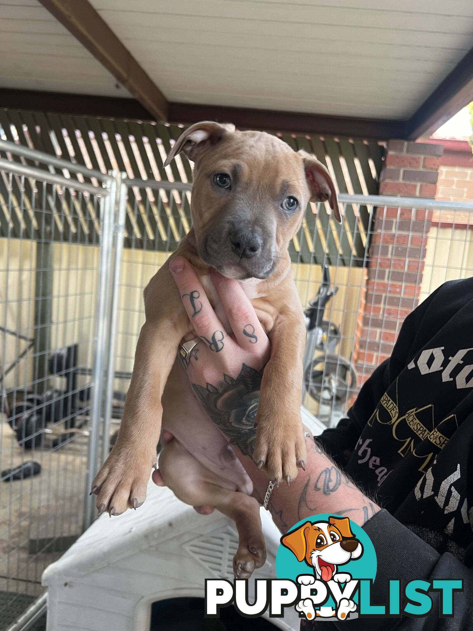 American staffy puppy’s