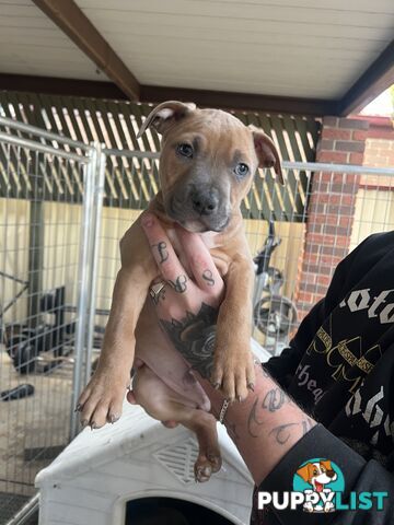 American staffy puppy’s