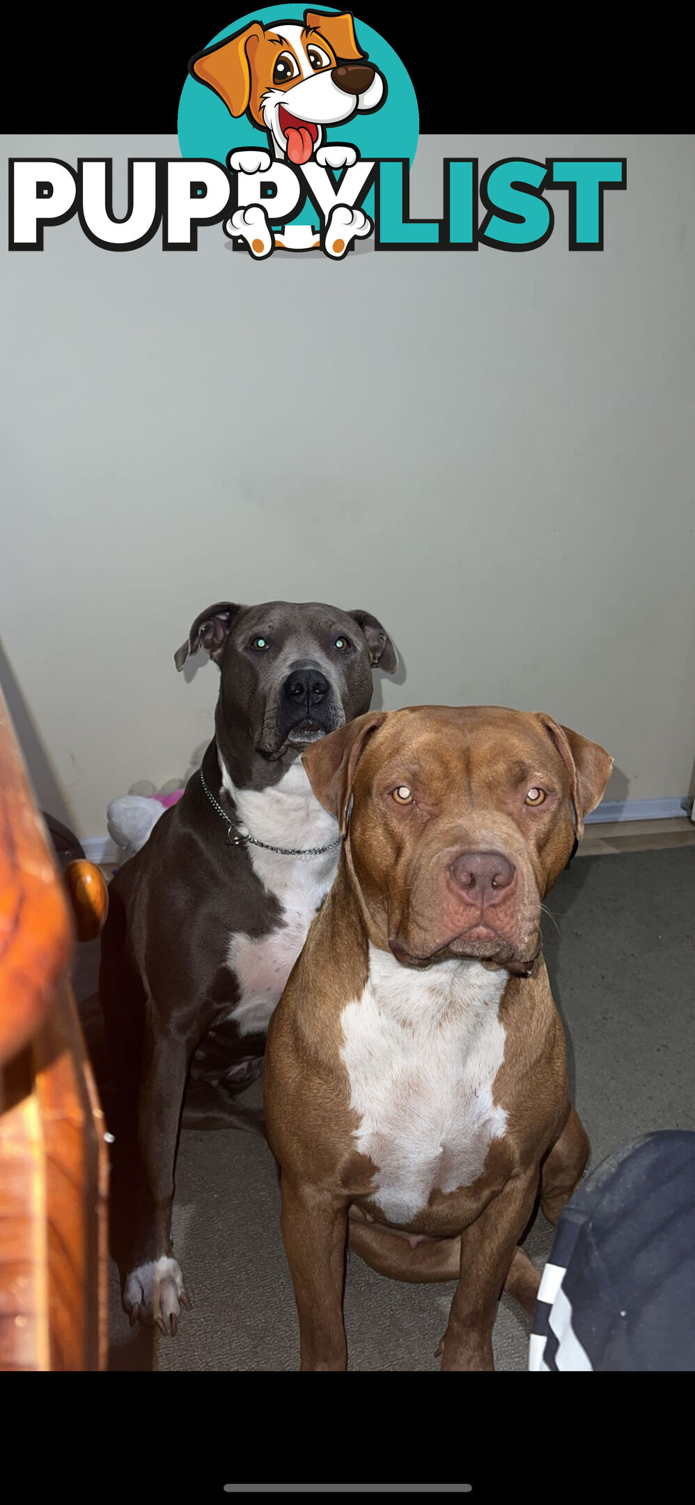 American staffy puppy’s