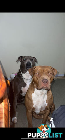 American staffy puppy’s