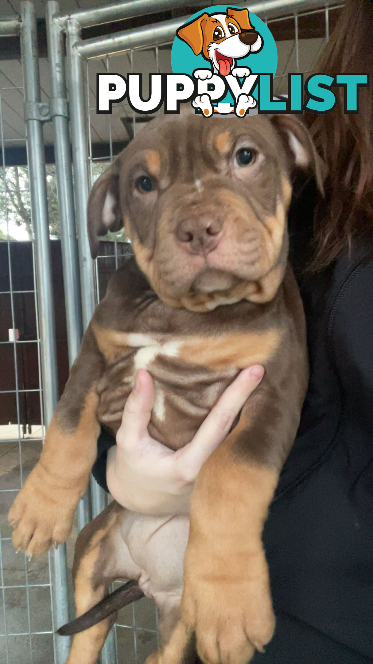 American staffy puppy’s