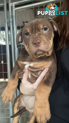 American staffy puppy’s