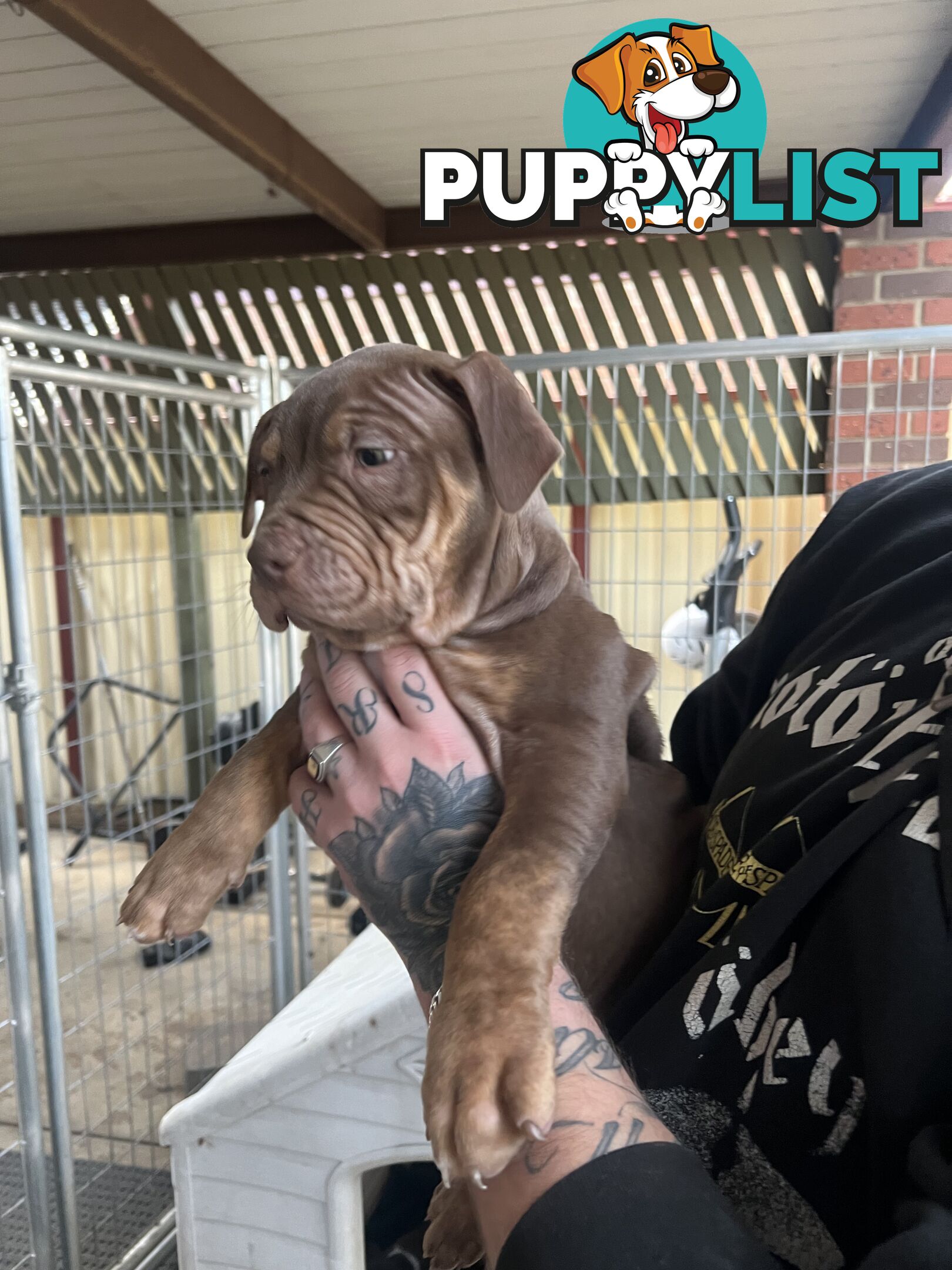 American staffy puppy’s
