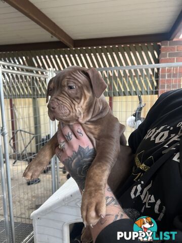 American staffy puppy’s