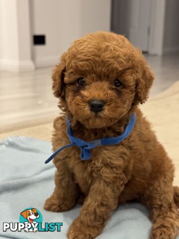 Toy Poodle Puppies DNA cleared Red Male & Female purebred