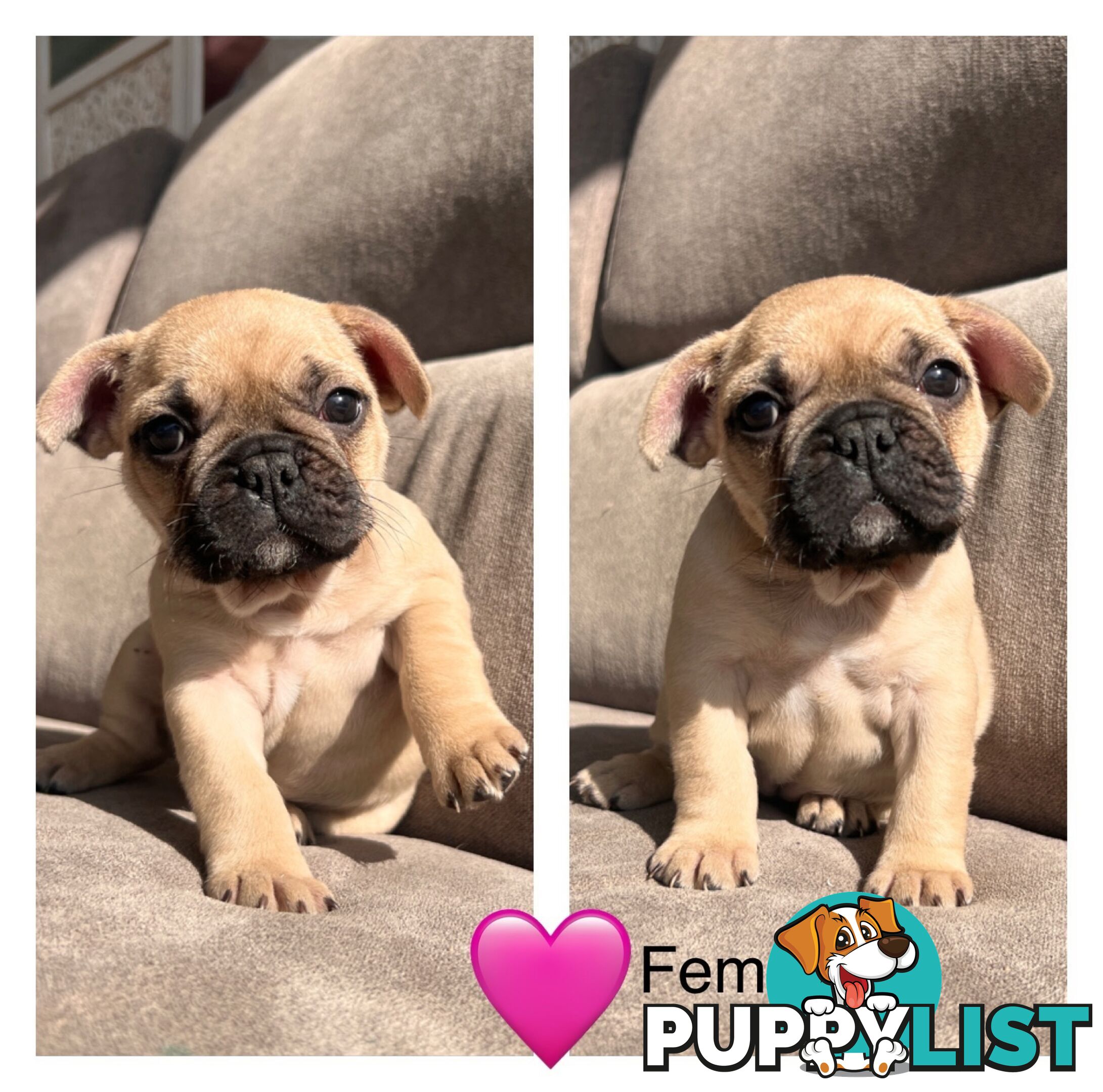 French bulldog x pug puppies