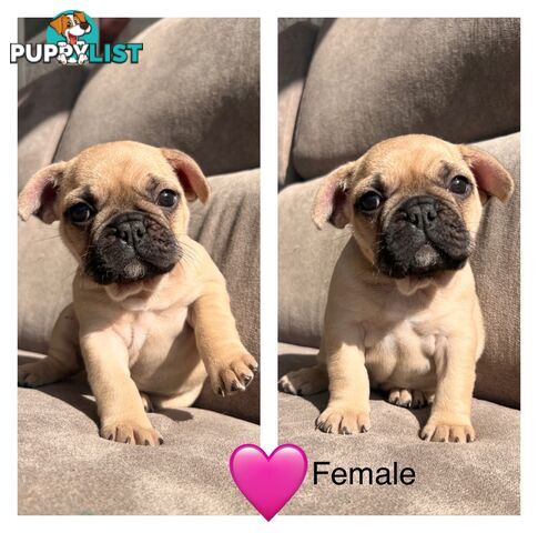 French bulldog x pug puppies