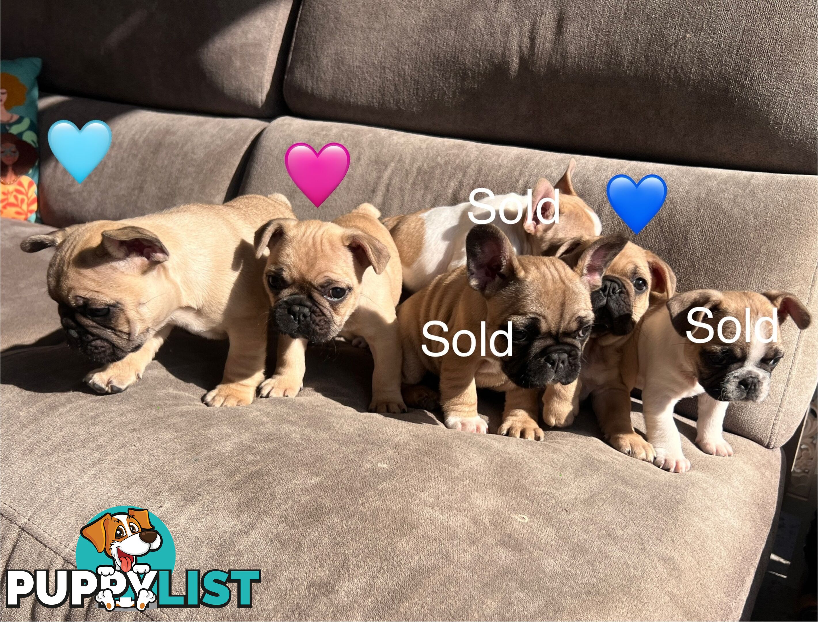 French bulldog x pug puppies