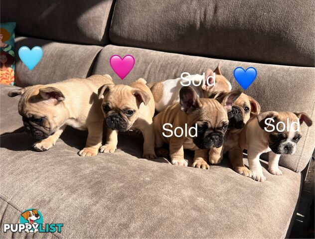 French bulldog x pug puppies