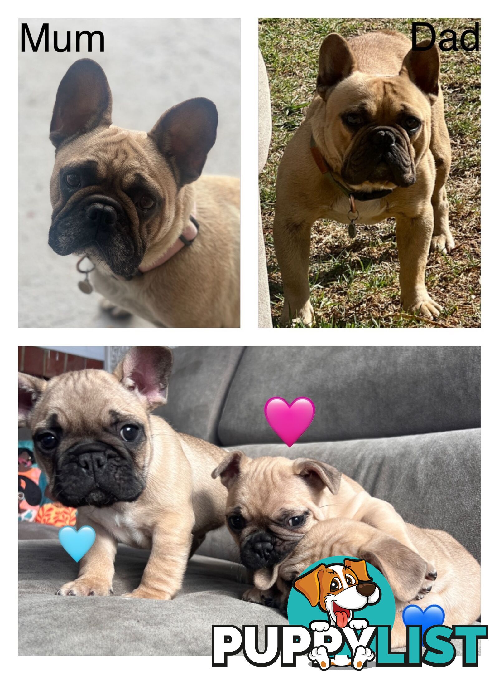 French bulldog x pug puppies