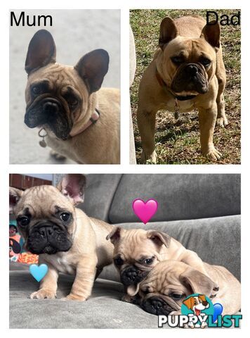 French bulldog x pug puppies