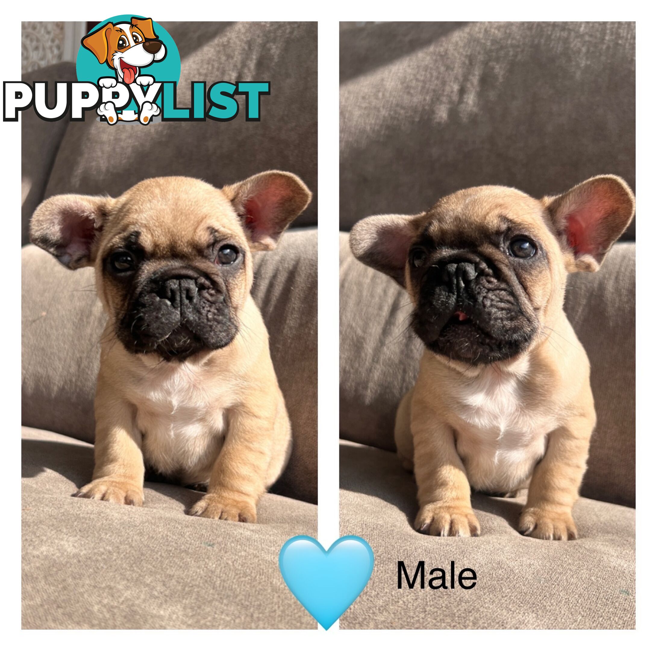 French bulldog x pug puppies
