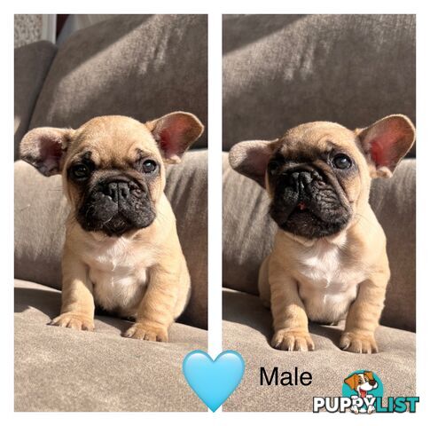 French bulldog x pug puppies