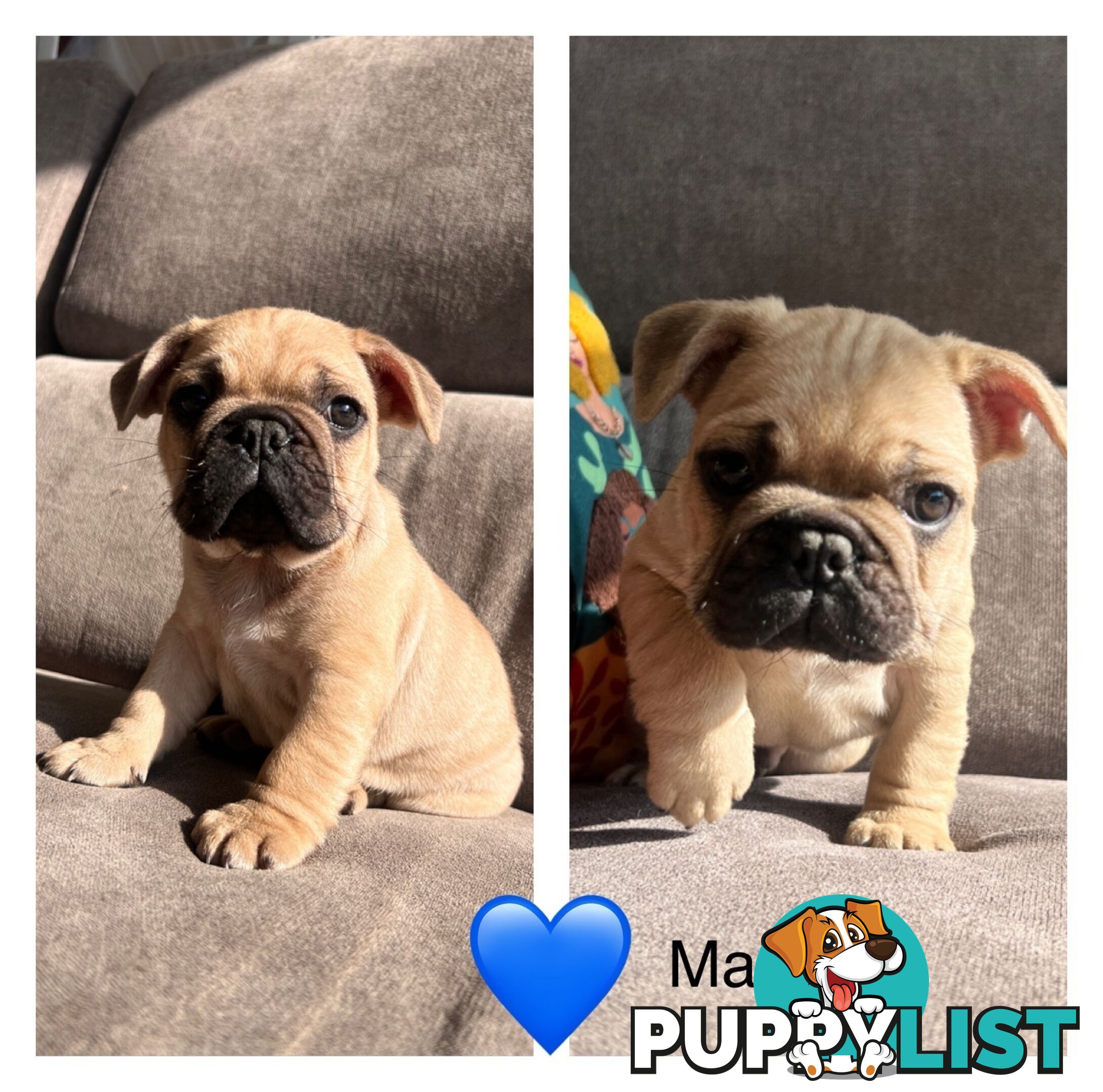 French bulldog x pug puppies