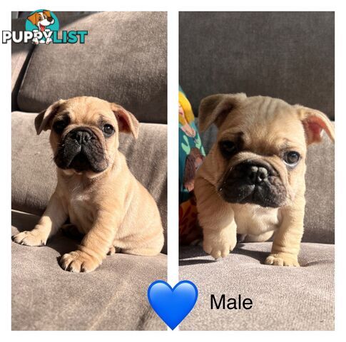 French bulldog x pug puppies