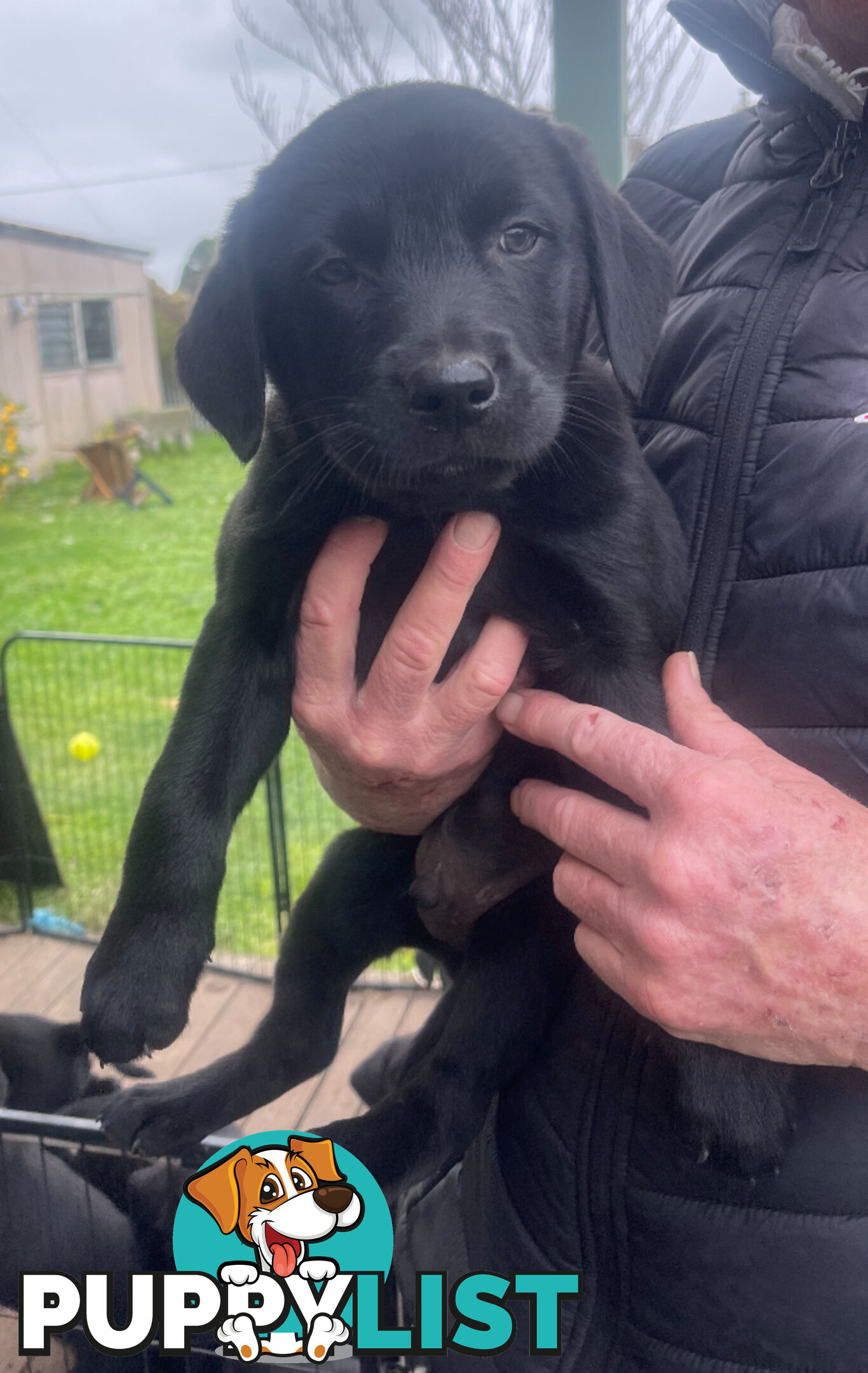 Golden retriever x border collie puppies!!