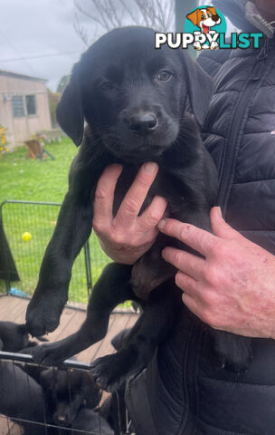 Golden retriever x border collie puppies!!