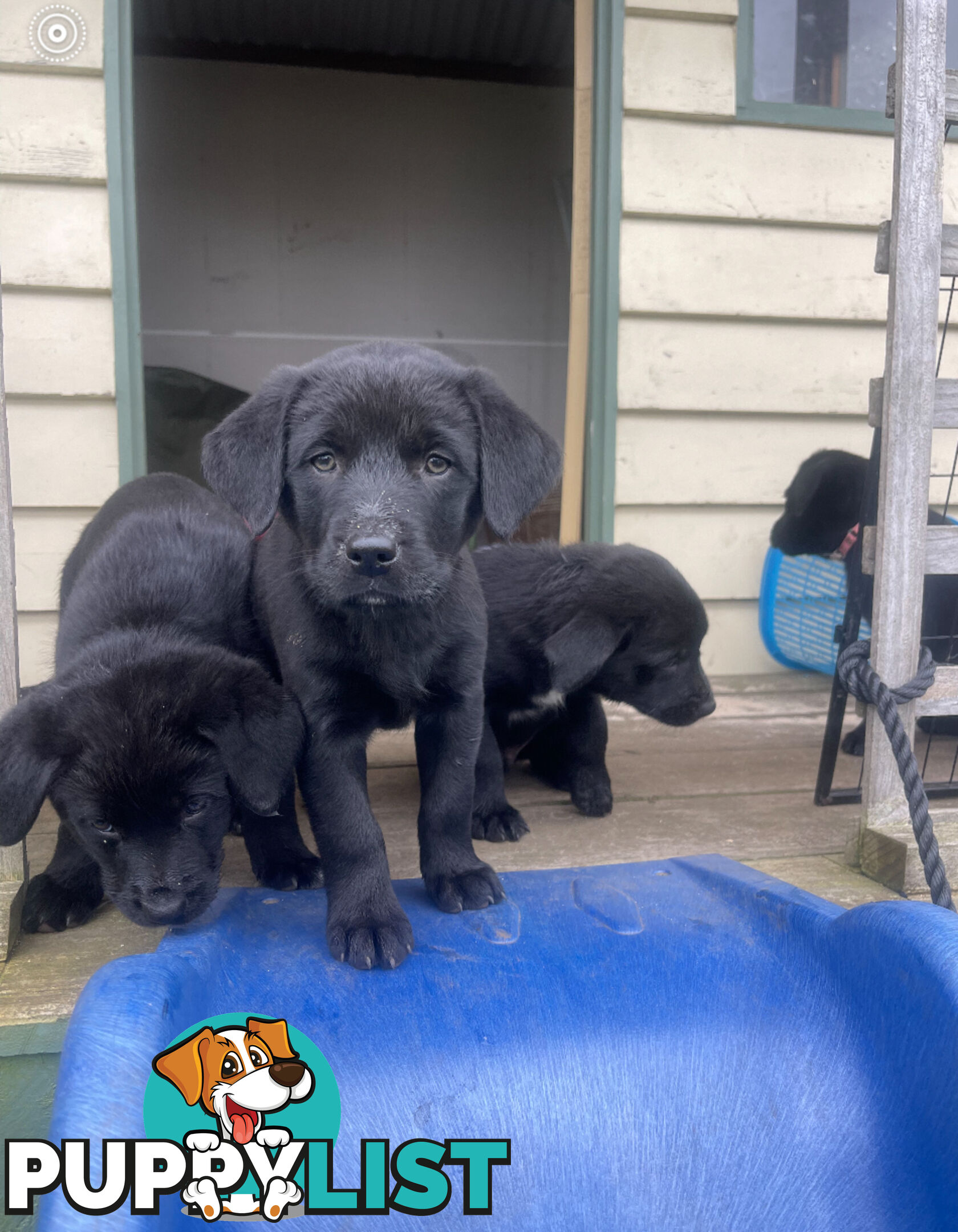 Golden retriever x border collie puppies!!