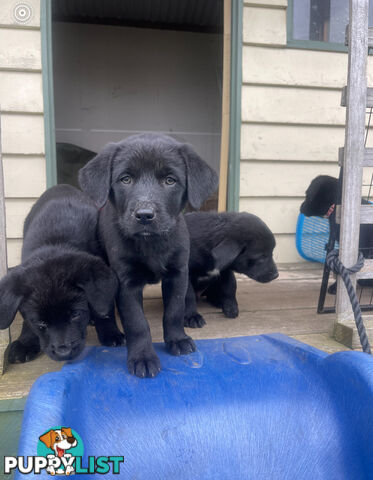 Golden retriever x border collie puppies!!