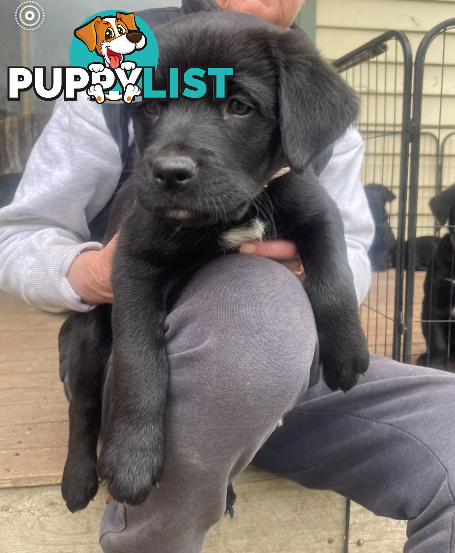 Golden retriever x border collie puppies!!