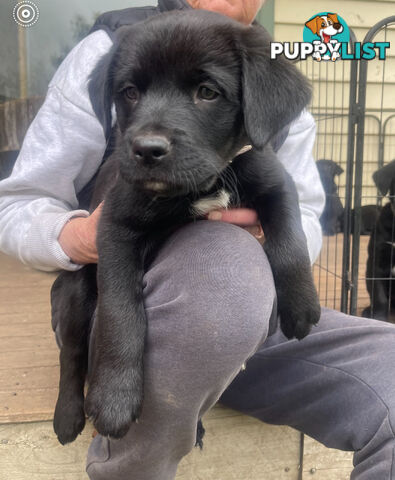 Golden retriever x border collie puppies!!