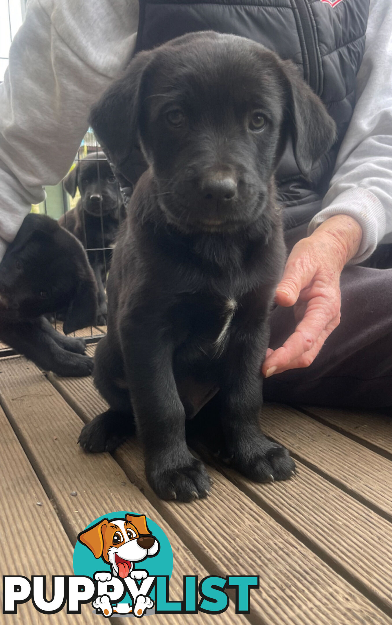 Golden retriever x border collie puppies!!