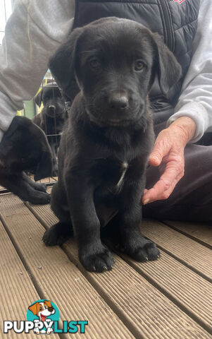 Golden retriever x border collie puppies!!