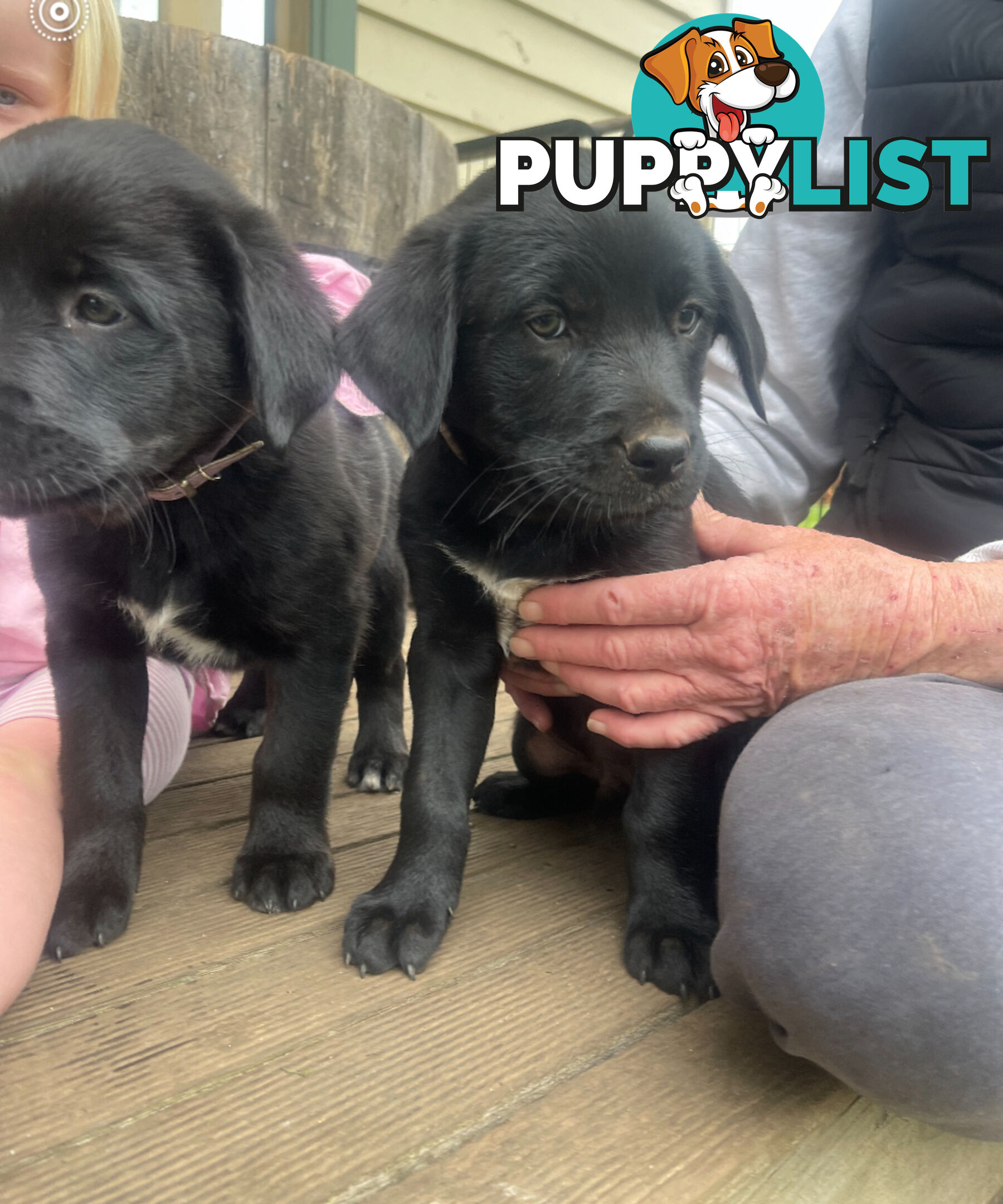 Golden retriever x border collie puppies!!