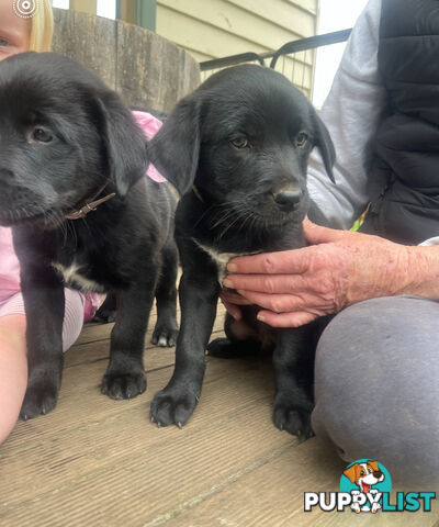 Golden retriever x border collie puppies!!