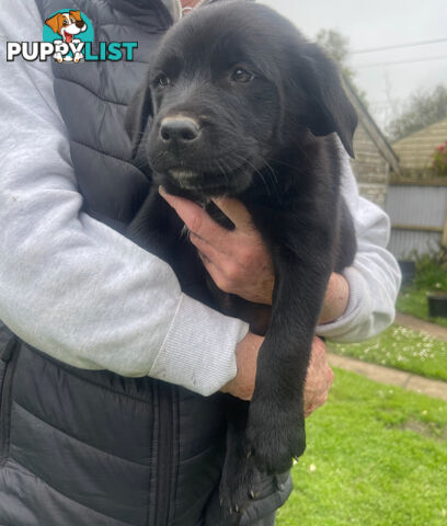 Golden retriever x border collie puppies!!