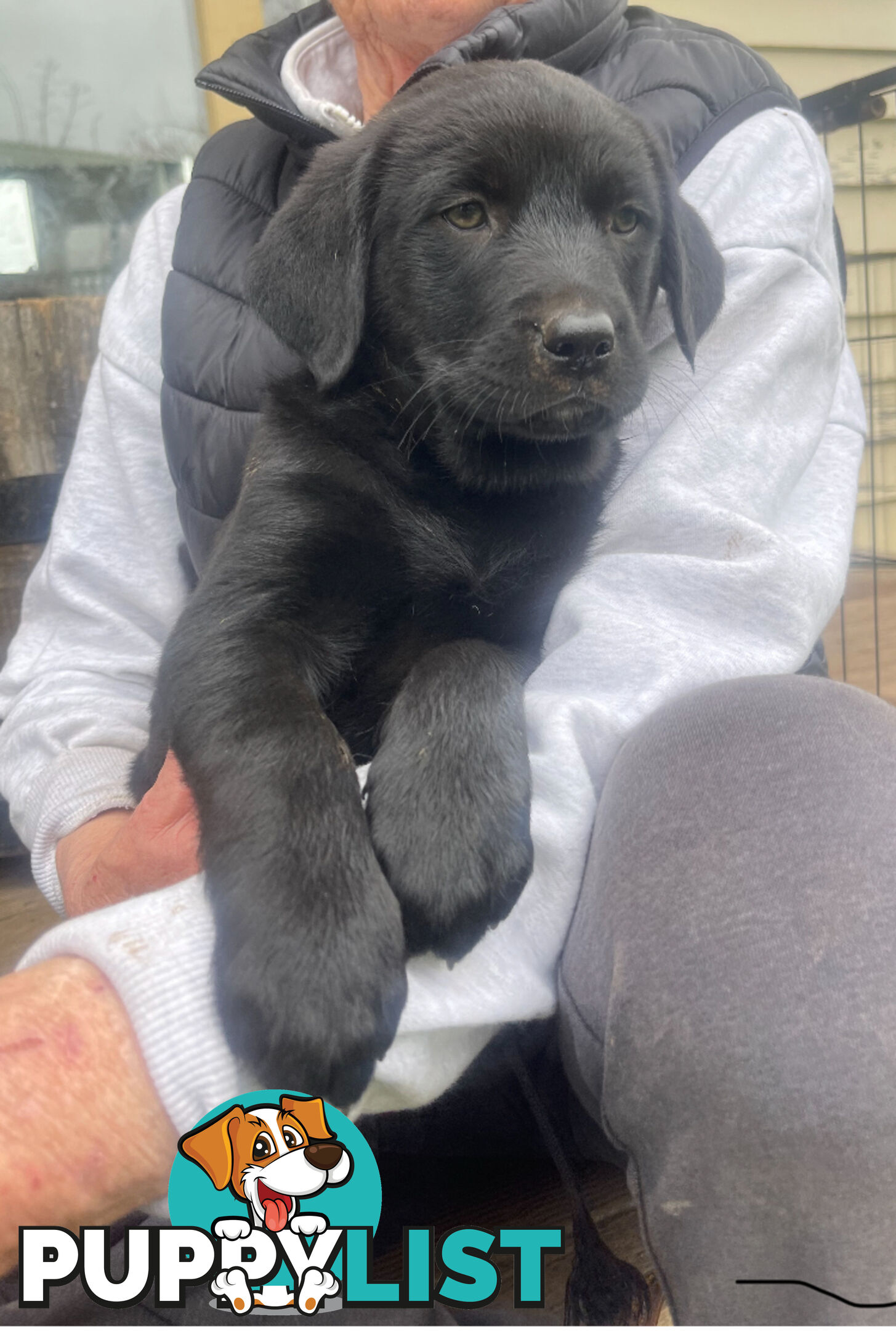 Golden retriever x border collie puppies!!