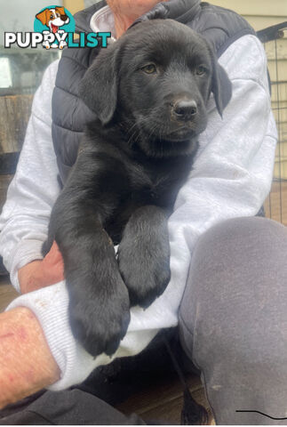 Golden retriever x border collie puppies!!