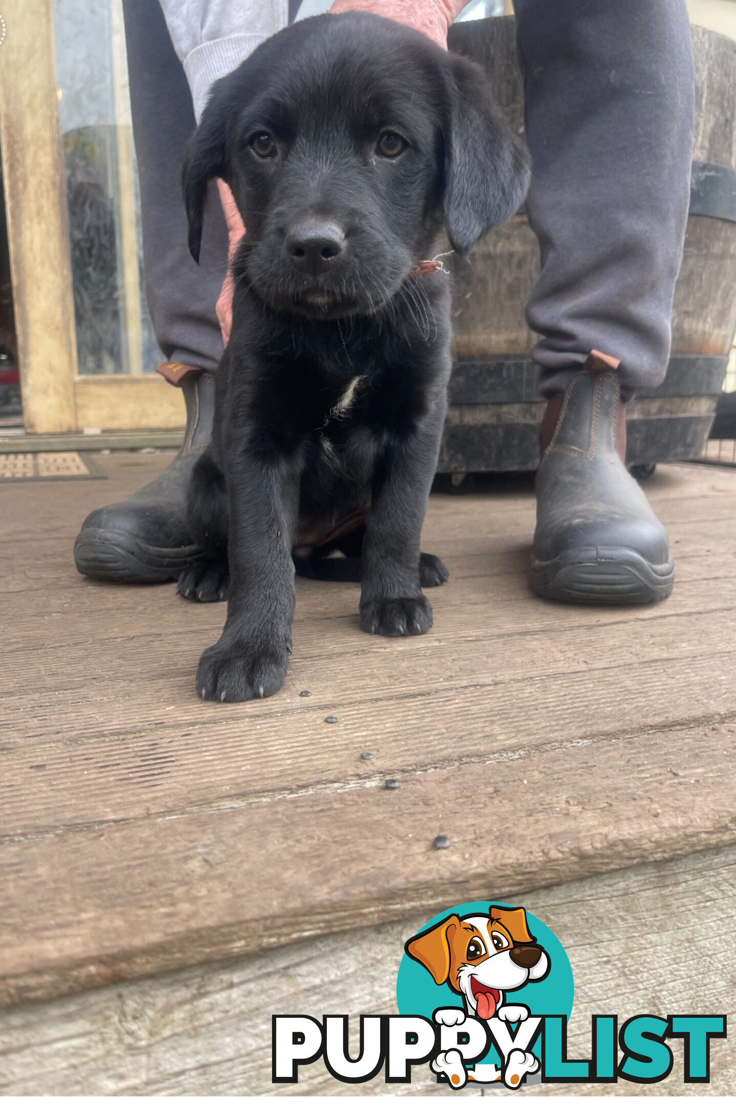 Golden retriever x border collie puppies!!