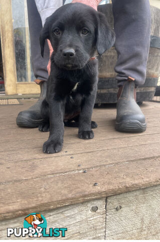 Golden retriever x border collie puppies!!