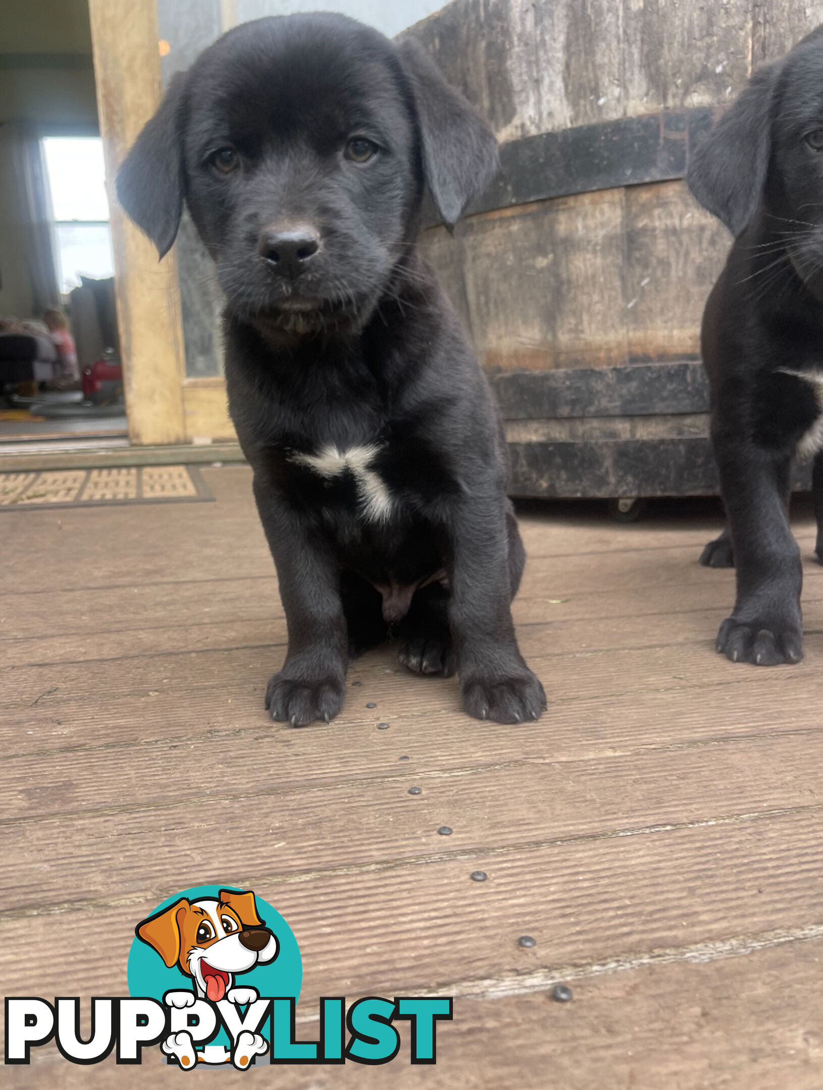 Golden retriever x border collie puppies!!