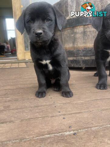 Golden retriever x border collie puppies!!