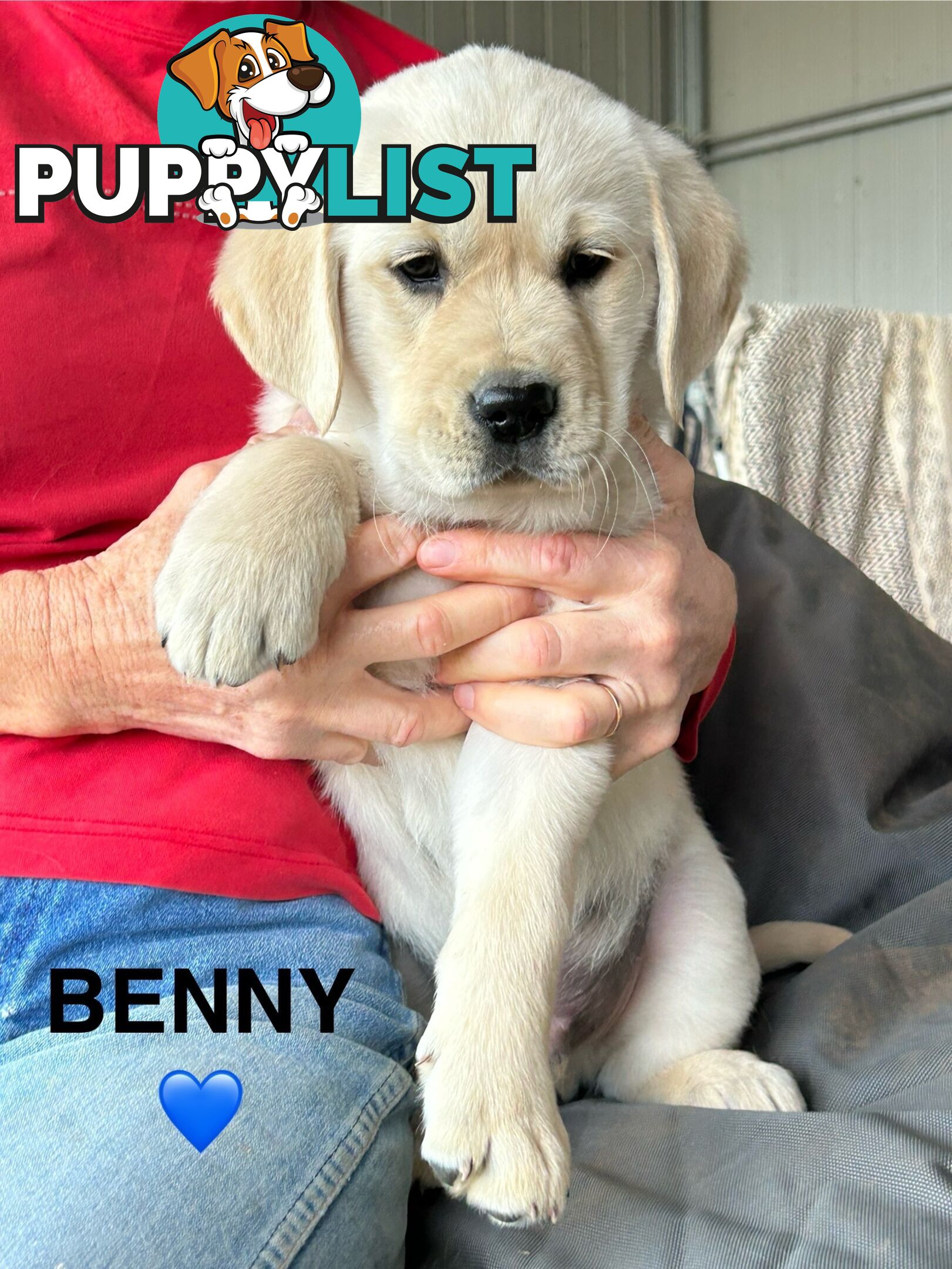 Golden Retriever x Labrador Puppies