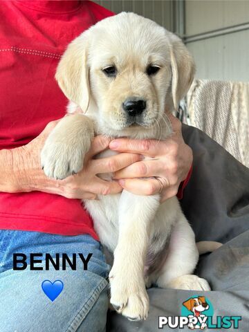 Golden Retriever x Labrador Puppies