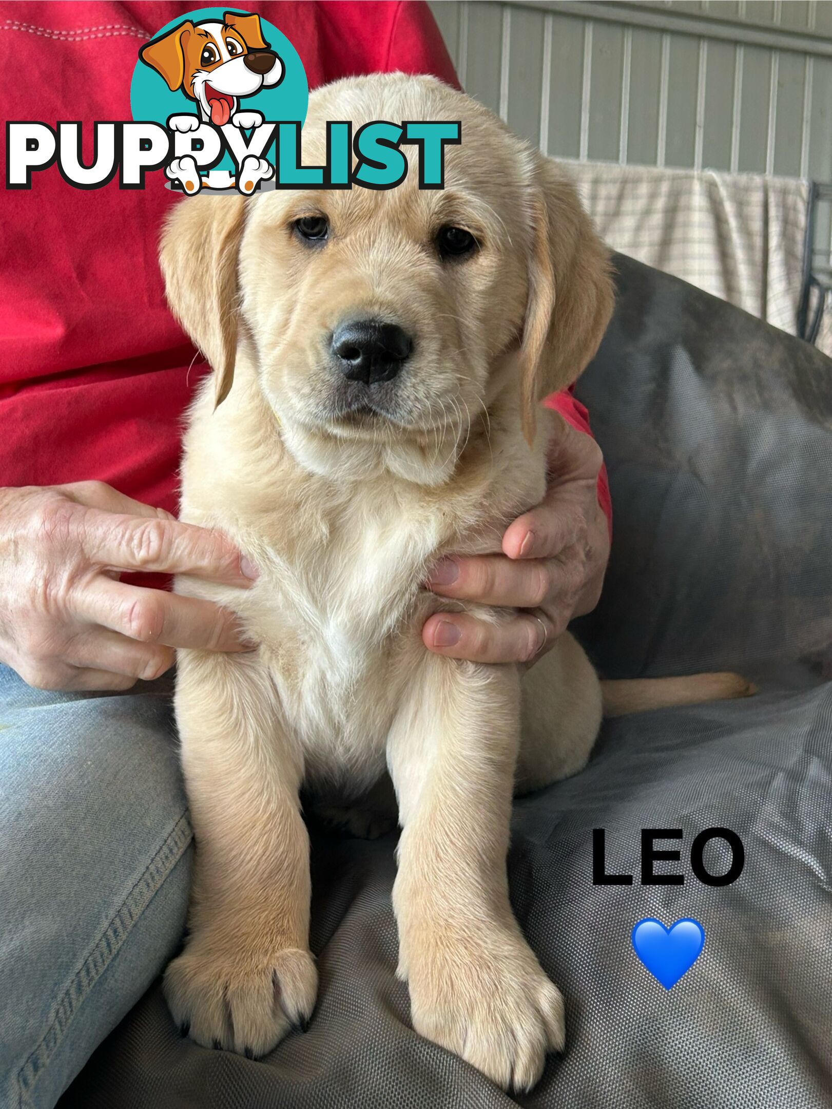 Golden Retriever x Labrador Puppies