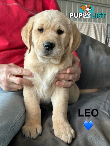 Golden Retriever x Labrador Puppies