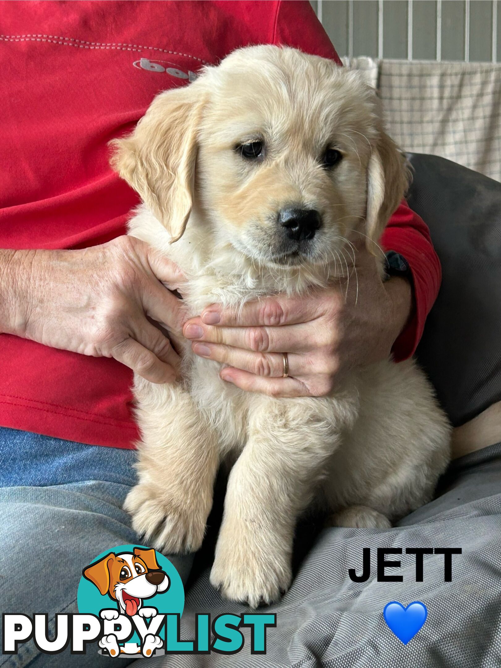 Golden Retriever x Labrador Puppies