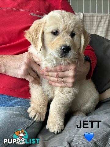 Golden Retriever x Labrador Puppies