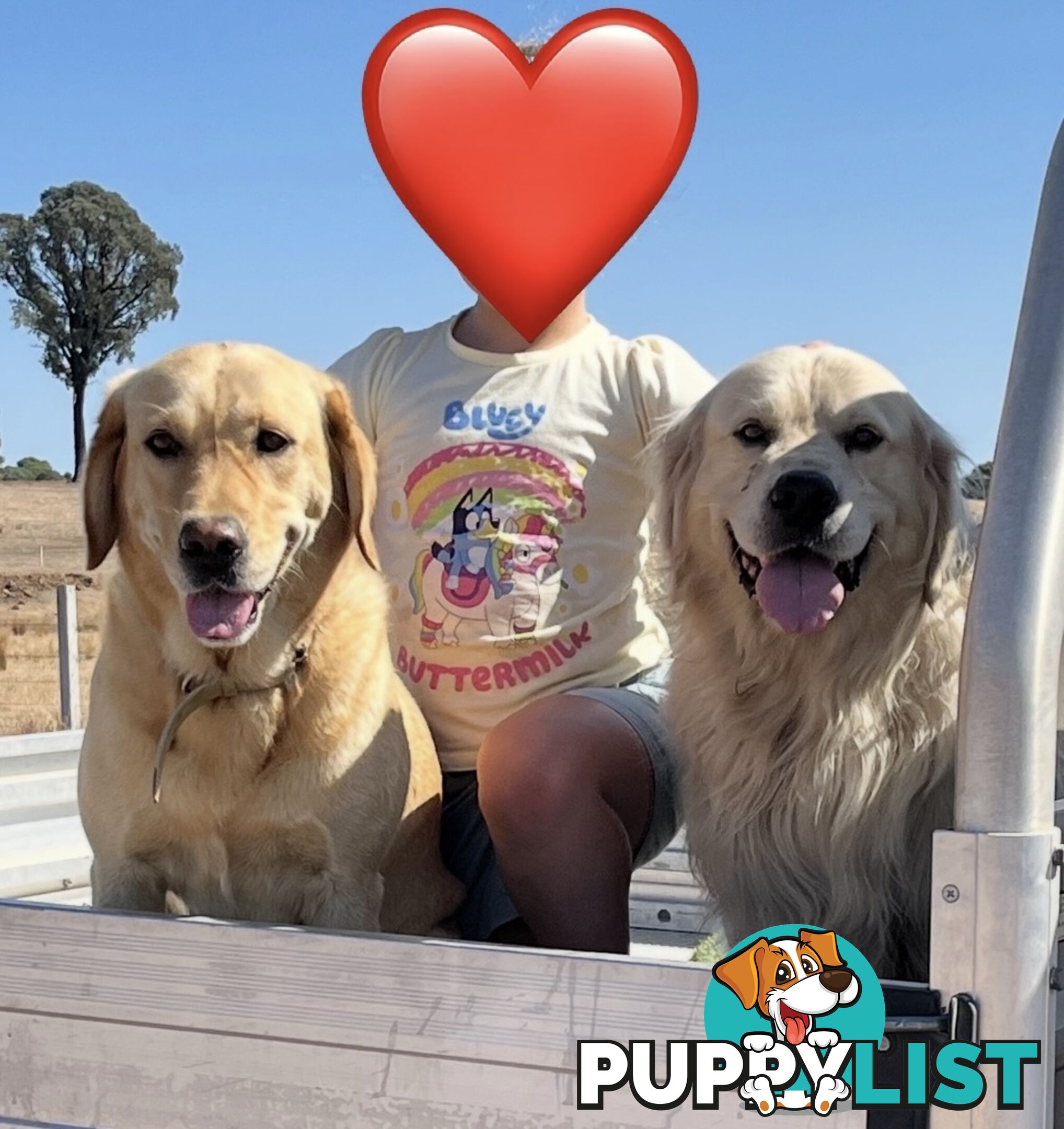 Golden Retriever x Labrador Puppies