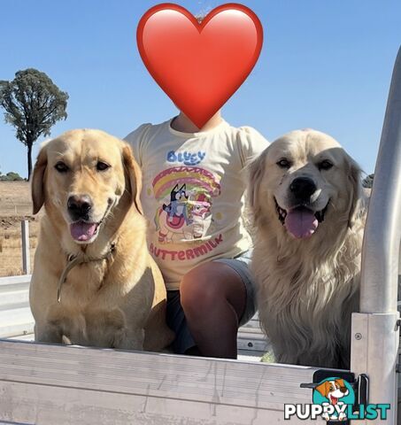 Golden Retriever x Labrador Puppies