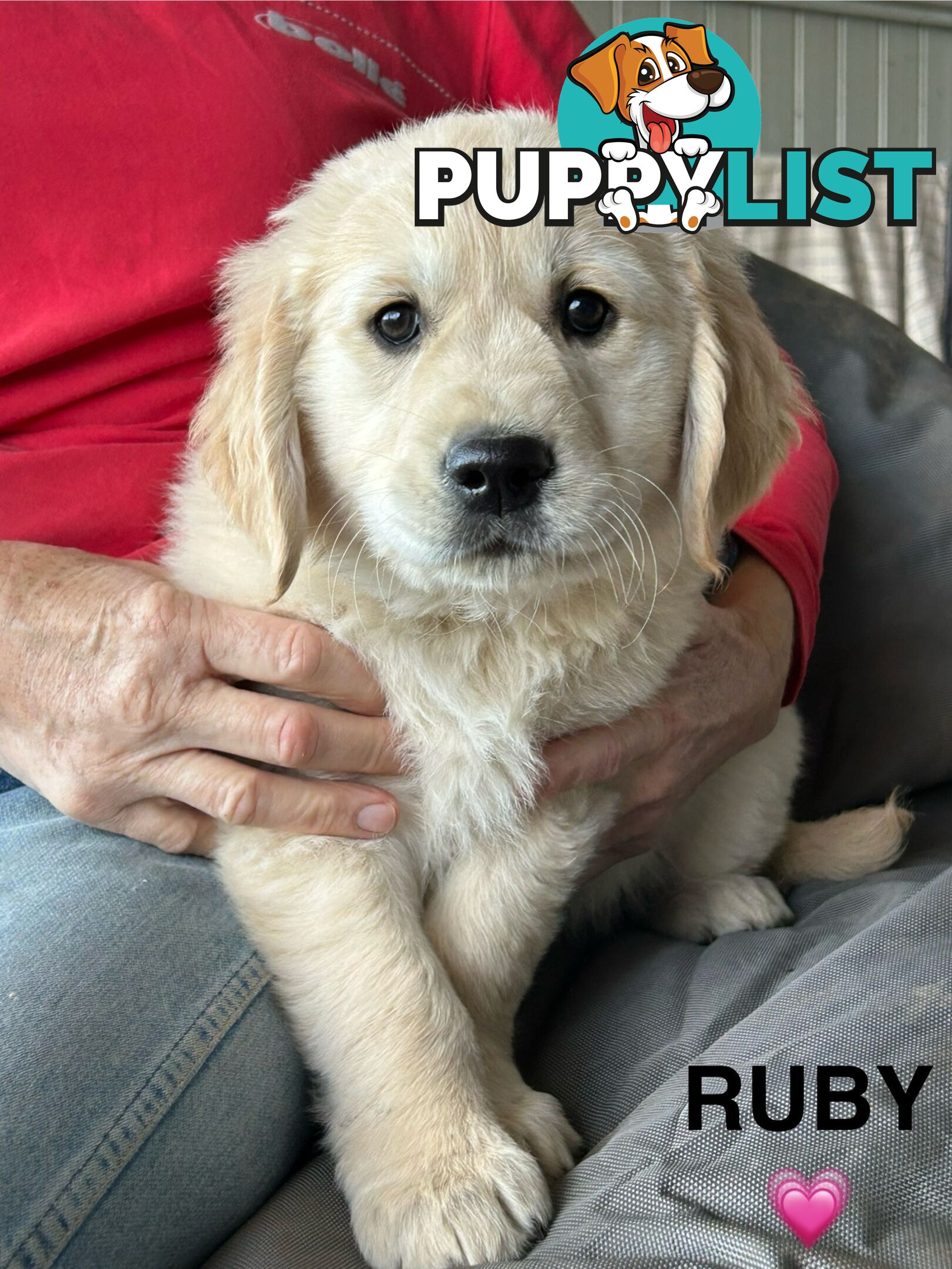 Golden Retriever x Labrador Puppies