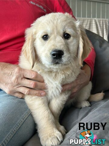 Golden Retriever x Labrador Puppies